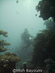 Coral Garden, Jeddah. Sealife DC500 by Mish Bayoumi 